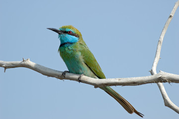 Little Green Bee-eater in Sharjah emirate of UAE