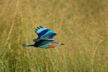 Flying Indian Roller in Fujairah National Dairy Farm in UAE