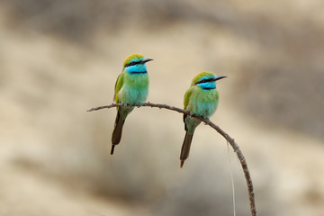 Two Little Green Bee-eaters in Sharjah emirate of UAE - 86505980