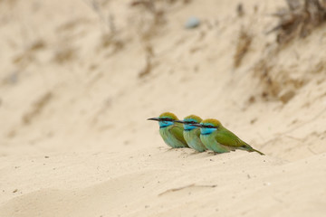 Fototapeta na wymiar Three Little Green Bee-eaters on the sand in Sharjah UAE emirate