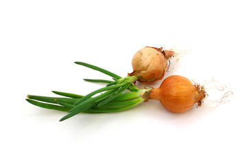 Raw onion with green sprouts