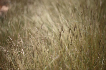 Fototapeta premium summer flowers meadow with vintage Instagram filter effect