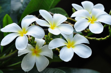 Fototapeta na wymiar Plumeria / is white flower 