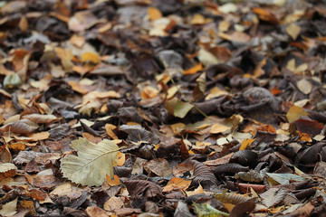 yellow autumn leaves background fall