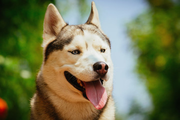 Portrait of a Siberian Husky. The dog sits near blooming roses. Nordic dogs in the summer.