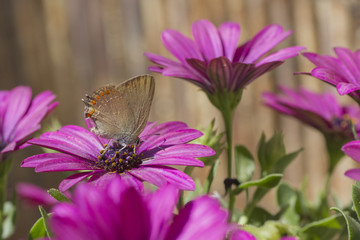 Papillon butinant les fleurs fraîchement écloses.