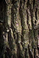Oak Tree Bark
