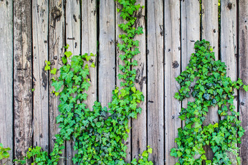 uncared wooden fence with vignetting and climbing ivy plant - obrazy, fototapety, plakaty