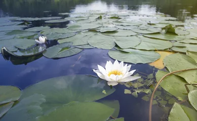 Peel and stick wall murals Waterlillies Surface of the lake with Water Lily flowers