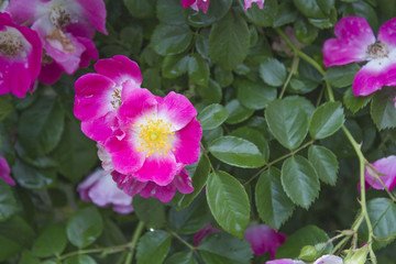 Massif de roses en début d'été