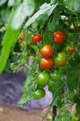プチトマトの家庭菜園