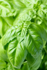 fresh green basil close up

