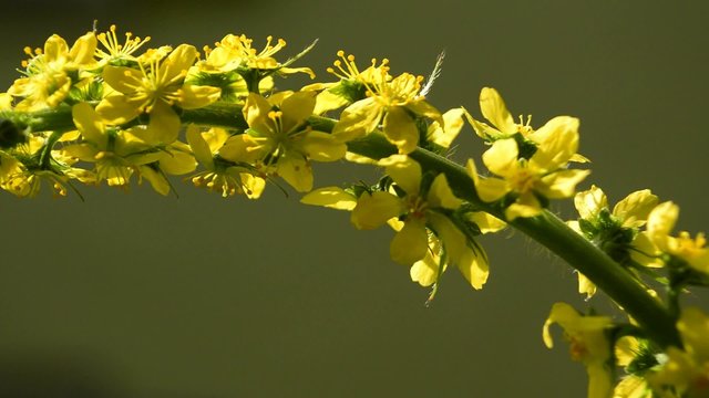 Odermennig, Agrimonia eupatoria, Heilpflanze mit Bl&uuml;te 
