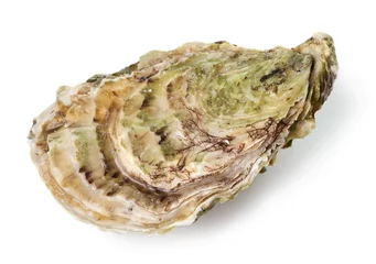 Rolgordijnen Fresh raw oyster isolated on white background © Alexstar
