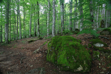 forest landscape in summer europe pine