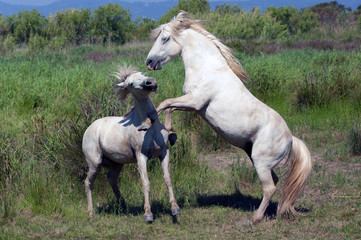 Obraz na płótnie Canvas horses in the nature