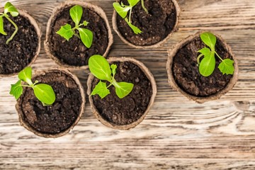 Seedling, organic, gardening.