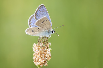 Mazarine Blue butterfly (Cyaniris semiargus)