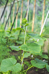 Young pumpkin plants in greenhouse.