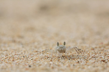 crab on sand beach coast