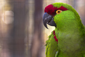 colorful portrait of a thick billed parrot with room for text