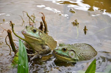 Bull Frogs At A Frog Farm
