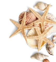 Fototapeta na wymiar Starfish, Shell, Sea Life.