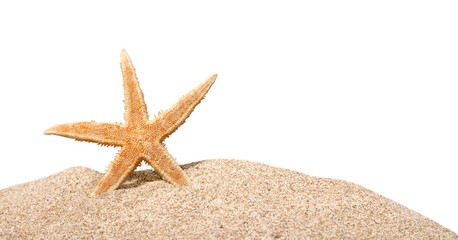 Fototapeta na wymiar Beach, starfish, caribbean.
