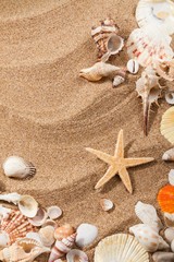 Fototapeta na wymiar Shell, sea, sand.