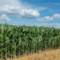 Agriculture, corn field with beautiful sky