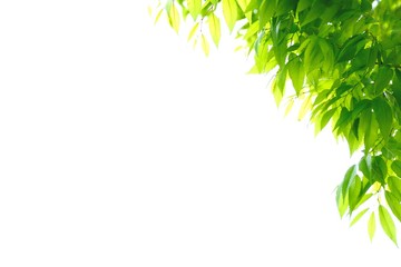 爽やかな青葉　白背景 