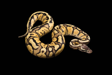 Female Ball Python. Firefly Morph or Mutation