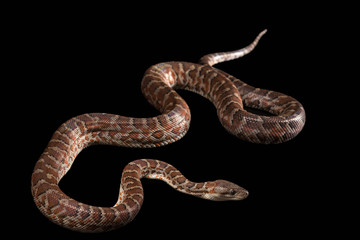 Hispaniolan boa, Chilabothrus or epicrates striatus