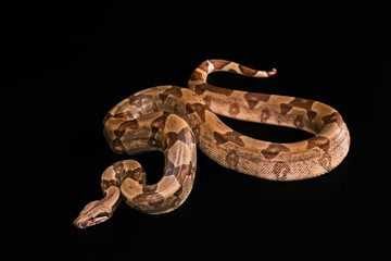 Boa constrictors  isolated on black background