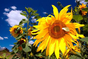 Sunflower