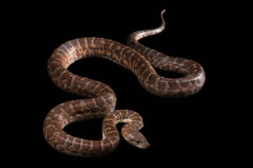 Hispaniolan boa, Chilabothrus or epicrates striatus