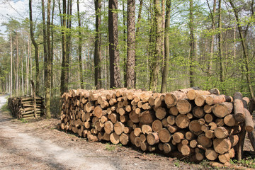 Pile of fresh cut wood in forest