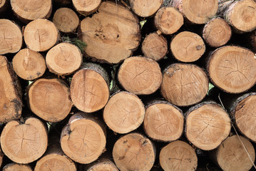 Pile of fresh cut wood in forest