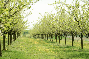 Line of plum trees in beautiful orchard