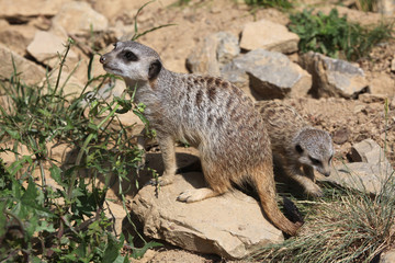 Meerkat (Suricata suricatta), also known as the suricate.