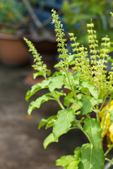 Holy basil tree blossom