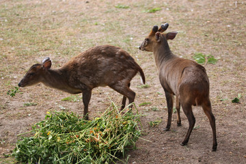 Naklejka na ściany i meble Chinese muntjac (Muntiacus reevesi), also known as the Reeves's
