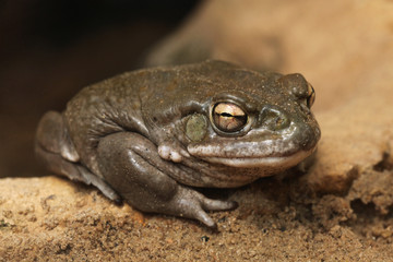 Colorado river toad (Incilius alvarius).
