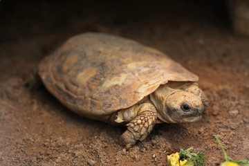 Fototapeta premium Pancake tortoise (Malacochersus tornieri).