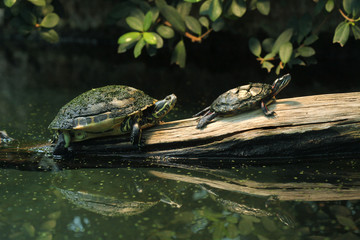 Fototapeta premium River cooter and Eastern painted turtle.