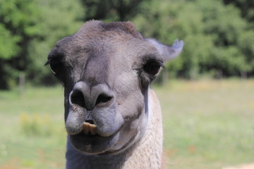 Obraz premium Tête de lama