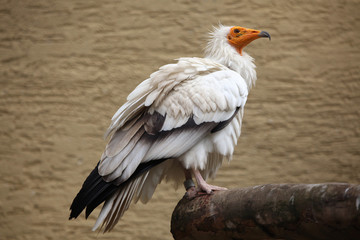 Egyptian vulture (Neophron percnopterus).