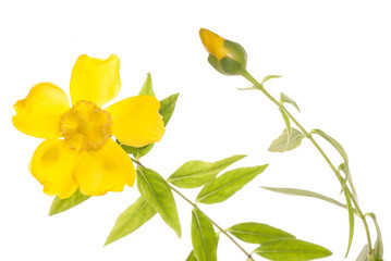 Fototapeta na wymiar yellow clamatis flower cutout