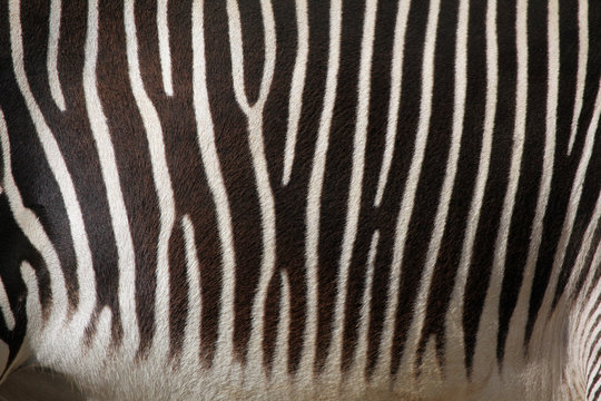 Fototapeta Grevy's zebra (Equus grevyi), also known as the imperial zebra.
