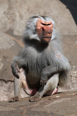 Hamadryas baboon (Papio hamadryas).